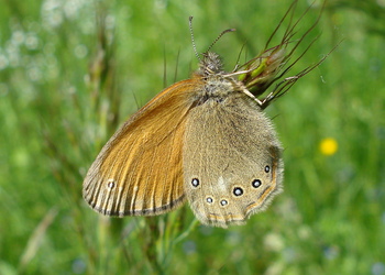 Rotbraunes Wiesenvögelchen (Coenonympha glycerion) - © Anton Koschuh